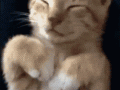 Cat-covers-face-with-paws.gif